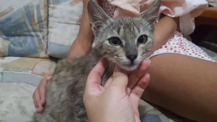 Gato ra a  idade Abaixo de 2 meses nome Dengo
