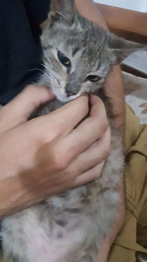 Gato ra a  idade Abaixo de 2 meses nome Dengo