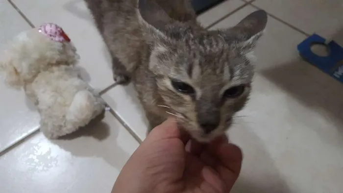 Gato ra a  idade Abaixo de 2 meses nome Dengo