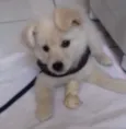 Apolo