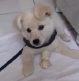 Cachorro raça Poodle+corgi idade 2 a 6 meses nome Apolo