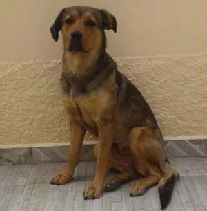 Cachorro raça Não sei idade 3 anos nome Não tem