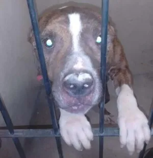Cachorro raça Pit-Bull idade 4 anos nome jack
