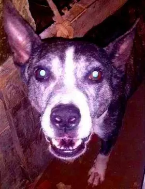 Cachorro raça petbul  idade 4 anos nome shitara