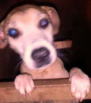 Cachorro raça vira lata idade 3 anos nome forlan