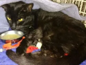 Gato raça  idade 2 anos nome nina