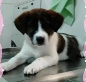 Cachorro raça srd idade 2 a 6 meses nome princesa