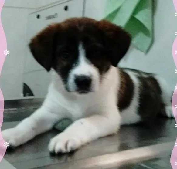 Cachorro ra a srd idade 2 a 6 meses nome princesa
