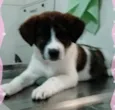princesa