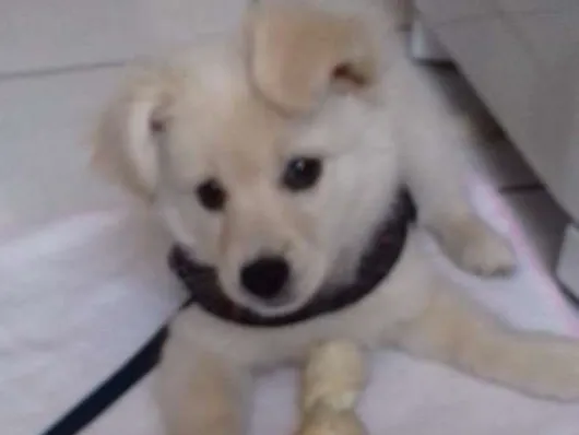 Cachorro ra a Poodle+corgi idade 2 a 6 meses nome Apolo