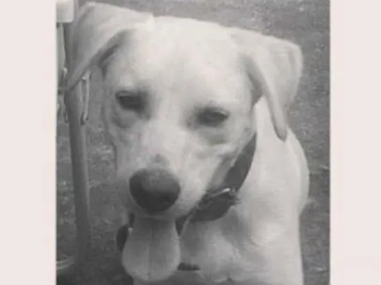 Cachorro raça labrador com virá lata idade 2 anos nome Marley