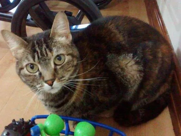 Gato ra a Vira lata idade 3 anos nome Nina