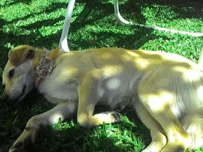 Cachorro ra a Guapeca idade 7 a 11 meses nome Mika