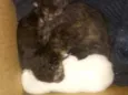 São 4 gatinhos recém