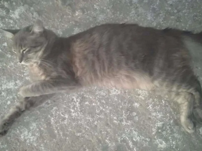 Gato ra a n sei idade 7 a 11 meses nome mel,atrivido,coto,pe
