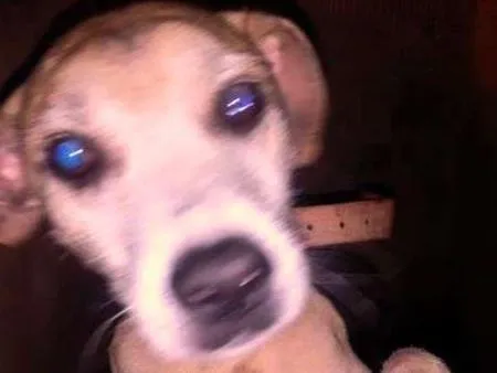 Cachorro raça vira lata idade 3 anos nome forlan