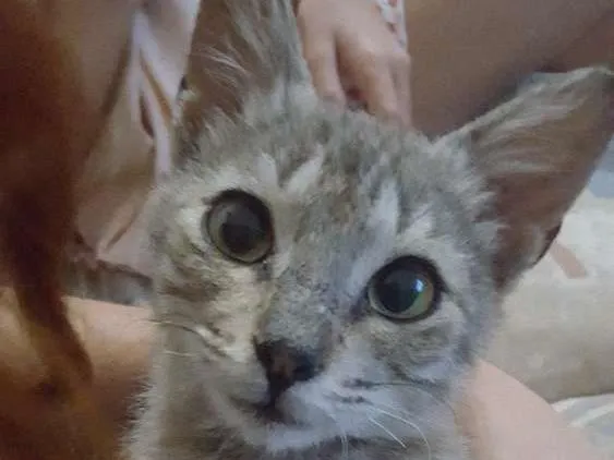 Gato ra a  idade Abaixo de 2 meses nome Dengo