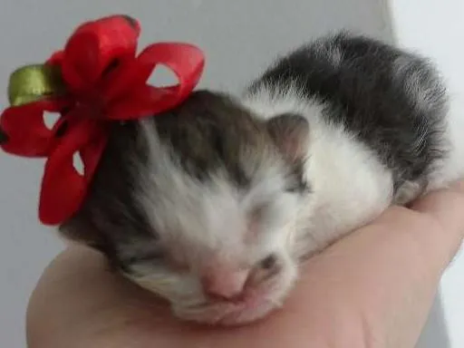 Gato ra a vira-lata  idade Abaixo de 2 meses nome poly