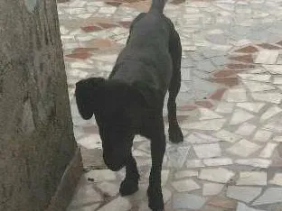 Cachorro raça  idade 2 a 6 meses nome Biscoto