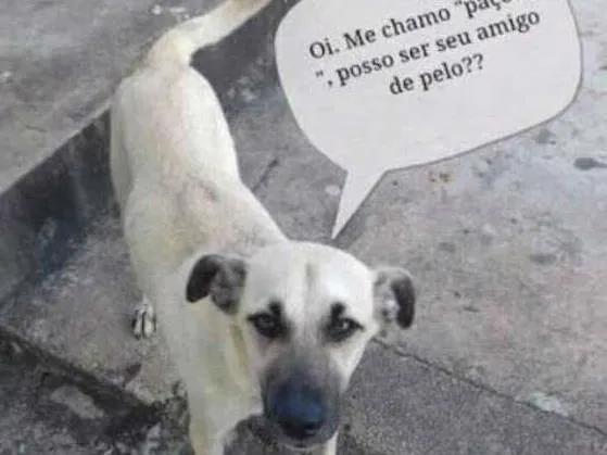 Cachorro ra a Vira-lata idade 2 anos nome Paçoquinha