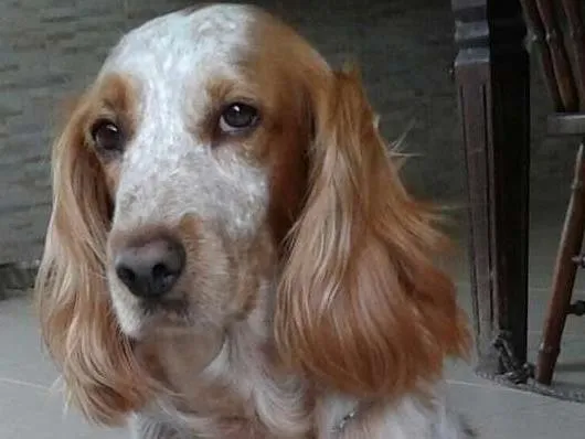 Cachorro raça Cocker Spaniel idade 6 ou mais anos nome Ninna