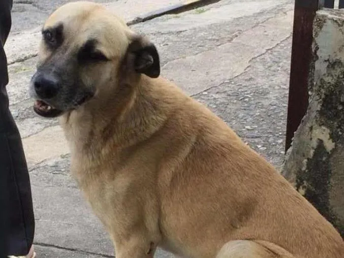 Cachorro ra a  idade 2 anos nome bebê