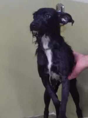 Cachorro raça Viralata idade 1 ano nome Não sei