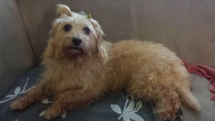 Cachorro ra a SRD idade 4 anos nome Não tem