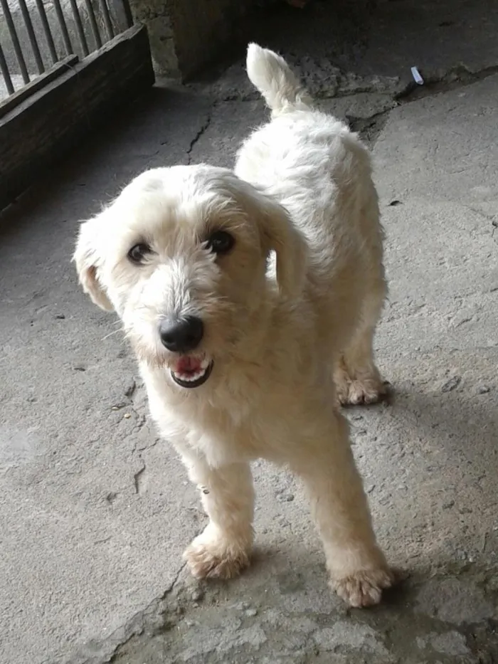 Cachorro ra a poodle idade 1 ano nome meg