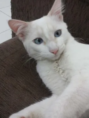 Gato raça Srd idade 7 a 11 meses nome Xaninho
