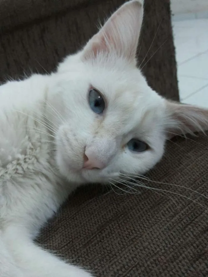 Gato raça Srd idade 7 a 11 meses nome Xaninho