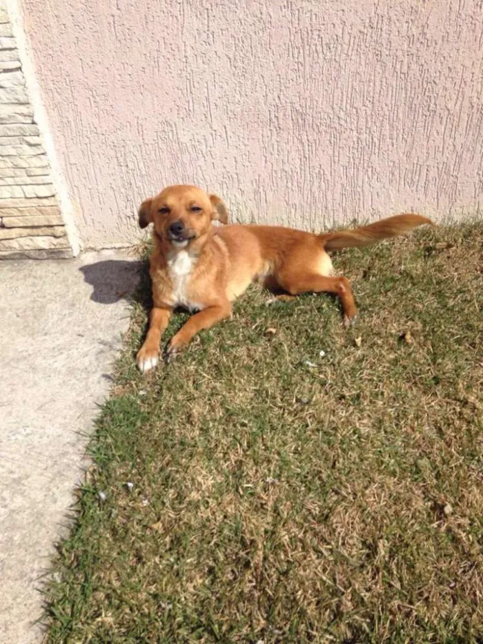 Cachorro ra a indefinida idade 2 anos nome nicoly