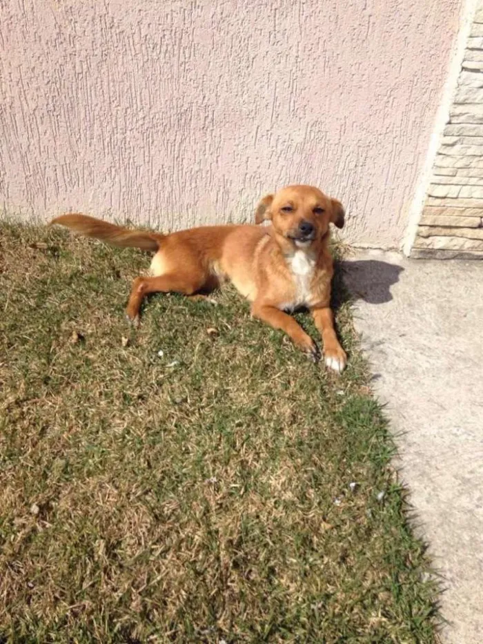 Cachorro ra a indefinida idade 2 anos nome nicoly