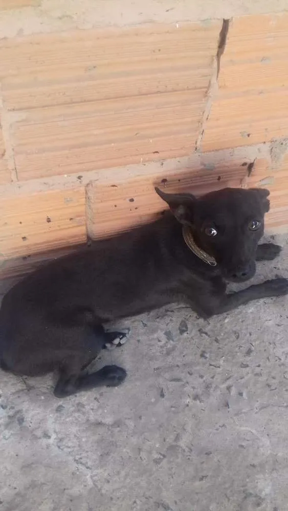 Cachorro ra a  idade 1 ano nome Foguinho 