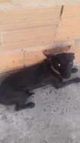Foguinho