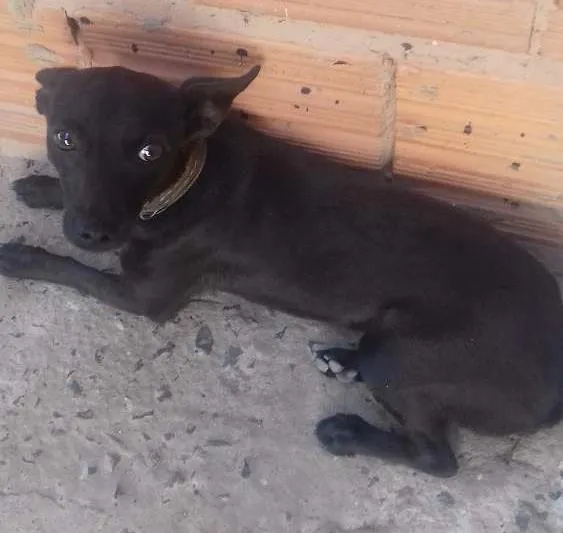 Cachorro ra a  idade 1 ano nome Foguinho 