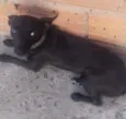 Foguinho