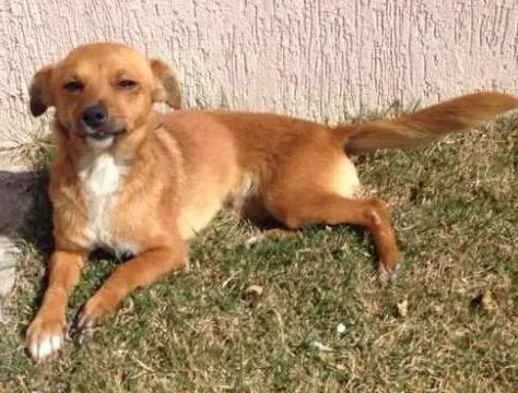 Cachorro ra a indefinida idade 2 anos nome nicoly