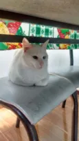 Toy