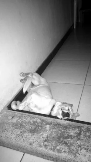 Cachorro raça Poodle com vira lata  idade 7 a 11 meses nome Lupita 