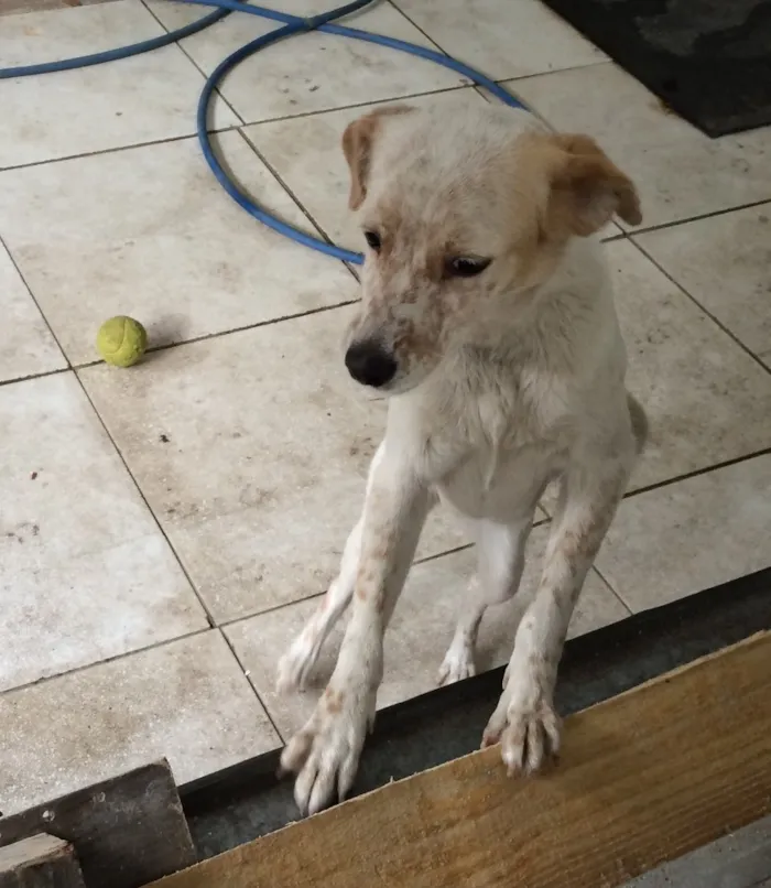 Cachorro ra a Poodle com vira lata  idade 7 a 11 meses nome Lupita 