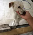 Lupita
