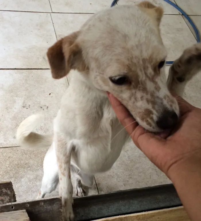 Cachorro ra a Poodle com vira lata  idade 7 a 11 meses nome Lupita 