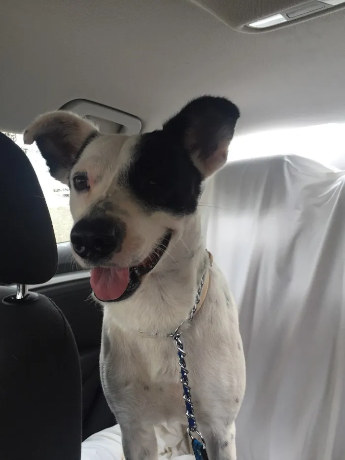 Cachorro ra a SRD idade 4 anos nome Pirata
