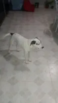 Pirata