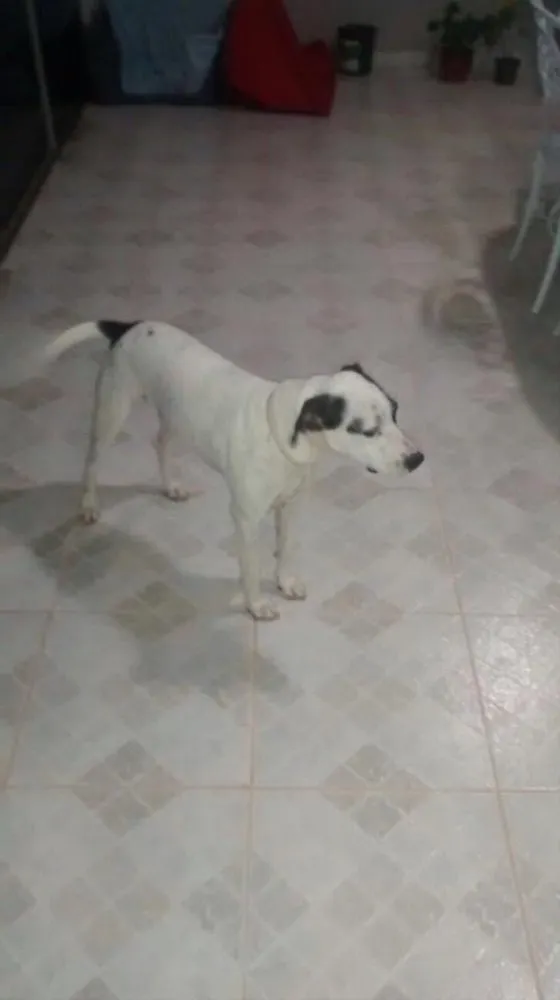 Cachorro ra a SRD idade 4 anos nome Pirata