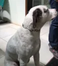 Pirata