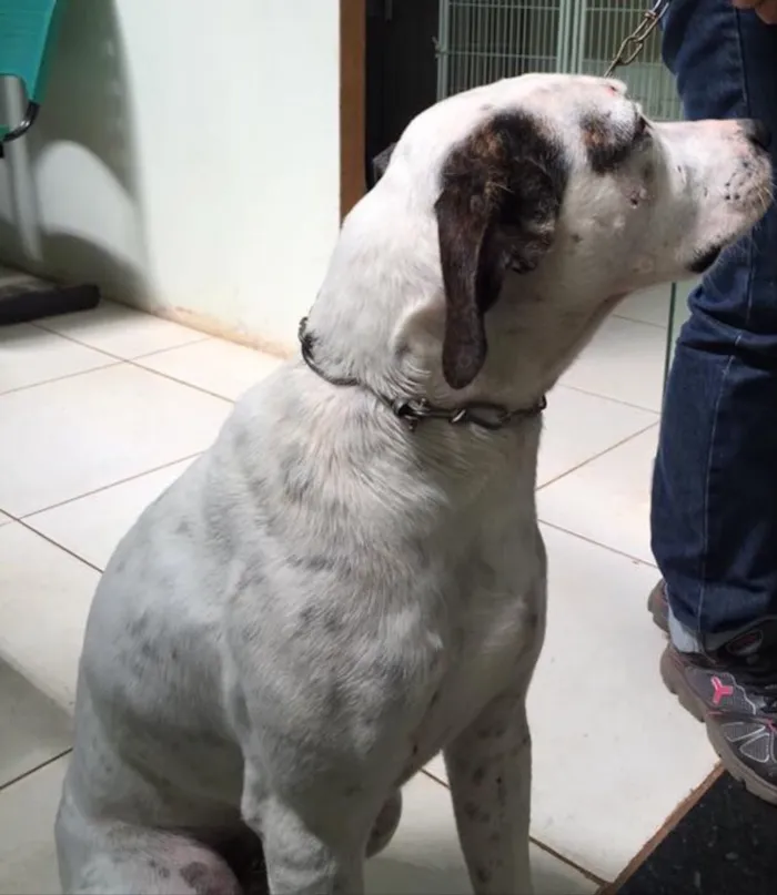 Cachorro ra a SRD idade 4 anos nome Pirata