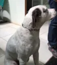 Pirata