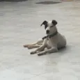 Pirata